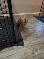 Selene, a female Cane Corso for sale in Montgomery, TX – 2 of 5