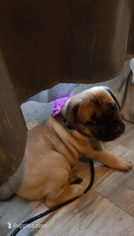 Athena  – Cane Corso puppy for sale in Montgomery, TX