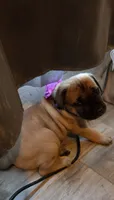 Athena , a female Cane Corso for sale in Montgomery, TX – 1 of 5