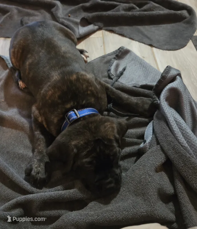 Maximus – Cane Corso puppy for sale in Montgomery, TX