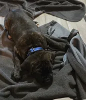 Maximus, a male Cane Corso for sale in Montgomery, TX – 1 of 6
