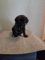 Maximus, a male Cane Corso for sale in Montgomery, TX – 4 of 6
