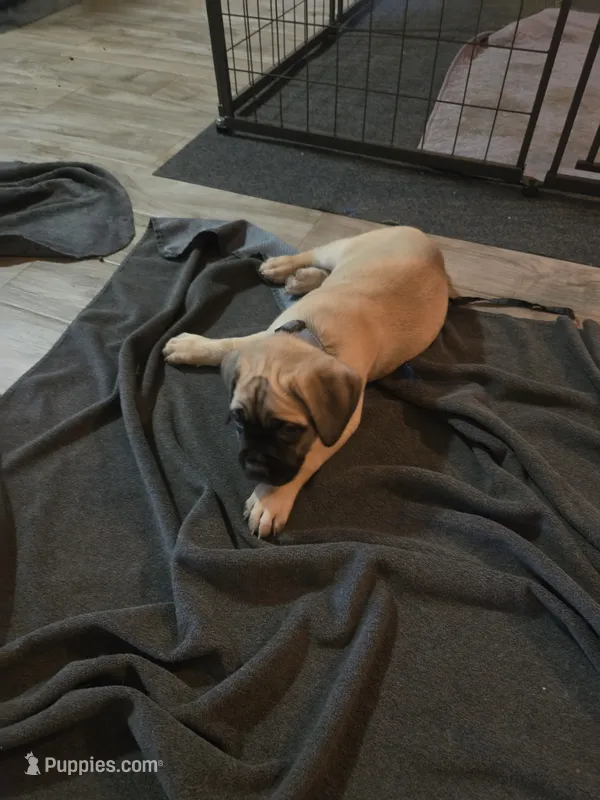 Diesel – Cane Corso puppy for sale in Montgomery, TX