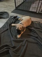Diesel, a male Cane Corso for sale in Montgomery, TX – 1 of 6