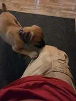 Athena , a female Cane Corso for sale in Montgomery, TX – 4 of 5