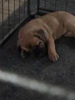 Athena , a female Cane Corso for sale in Montgomery, TX – 2 of 5