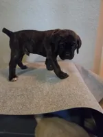 Maximus, a male Cane Corso for sale in Montgomery, TX – 2 of 6