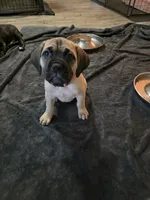 Selene, a female Cane Corso for sale in Montgomery, TX – 4 of 5