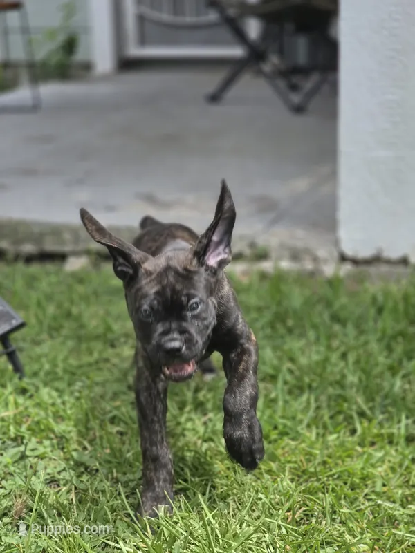 Maximus – Cane Corso puppy for sale in Montgomery, TX