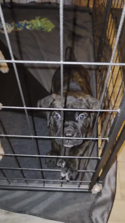 Maximus, a male Cane Corso for sale in Montgomery, TX – 6 of 6