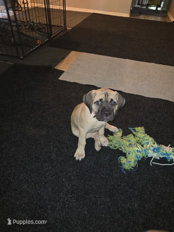 Selene – Cane Corso puppy for sale in Montgomery, TX