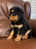 Luna, a female Miniature Australian Shepherd for sale in Zachary, LA – 2 of 2