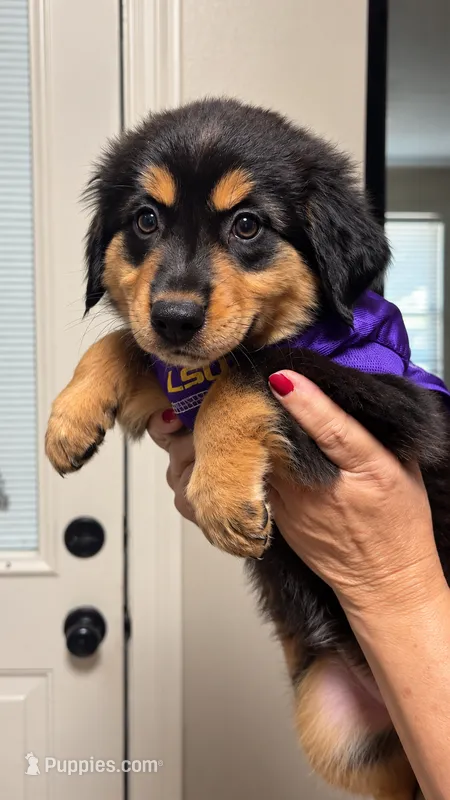 Luna – Miniature Australian Shepherd puppy for sale in Zachary, LA