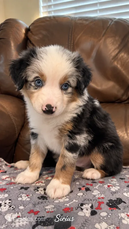 Sirius – Miniature Australian Shepherd puppy for sale in Zachary, LA