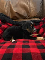 Nova, a female Miniature Australian Shepherd for sale in Zachary, LA – 2 of 2