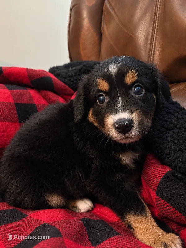 Nova – Miniature Australian Shepherd puppy for sale in Zachary, LA