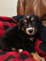 Nova, a female Miniature Australian Shepherd for sale in Zachary, LA – 1 of 2