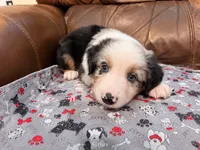 Sirius, a male Miniature Australian Shepherd for sale in Zachary, LA – 3 of 5