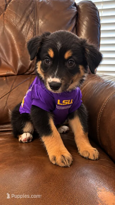 Nova – Miniature Australian Shepherd puppy for sale in Zachary, LA