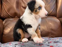 Sirius, a male Miniature Australian Shepherd for sale in Zachary, LA – 2 of 5