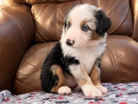 Sirius, a male Miniature Australian Shepherd for sale in Zachary, LA – 4 of 5