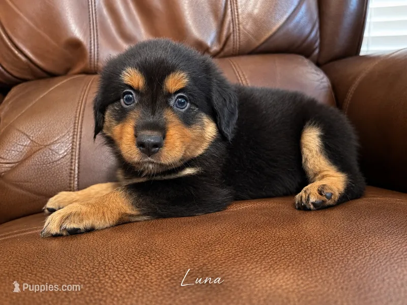 Luna – Miniature Australian Shepherd puppy for sale in Zachary, LA
