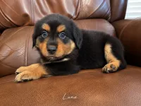 Luna, a female Miniature Australian Shepherd for sale in Zachary, LA – 1 of 2