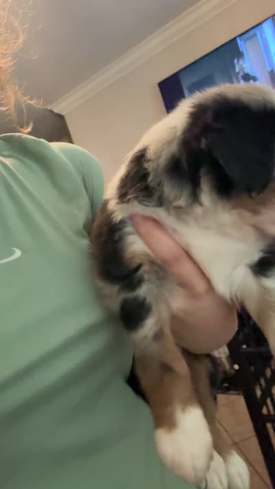 Sirius, a male Miniature Australian Shepherd for sale in Zachary, LA – 5 of 5