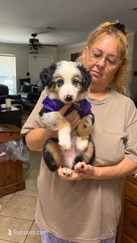 Sirius – Miniature Australian Shepherd puppy for sale in Zachary, LA