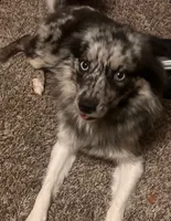 Grizzly bear, a male Pomsky for sale in Harrisonburg, VA – 2 of 4