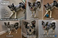 Grizzly bear, a male Pomsky for sale in Harrisonburg, VA – 4 of 4