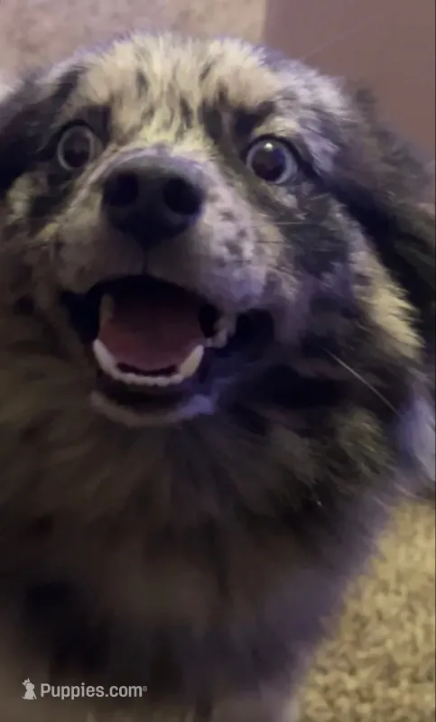 Grizzly bear – Pomsky puppy for sale in Harrisonburg, VA