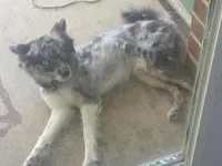Grizzly bear, a male Pomsky for sale in Harrisonburg, VA – 3 of 4