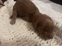 Brown, a male Goldendoodle for sale in Trenton, FL – 6 of 6
