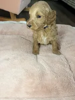 Milo, a male Goldendoodle for sale in Gainesville, FL – 7 of 9