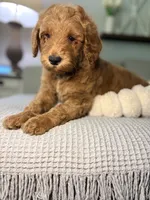 Honey, a female Goldendoodle for sale in Gainesville, FL – 8 of 8