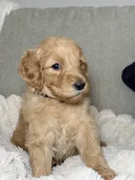Chloe, a female Goldendoodle for sale in Gainesville, FL – 3 of 7