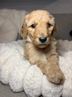 Penny, a female Goldendoodle for sale in Gainesville, FL – 3 of 10