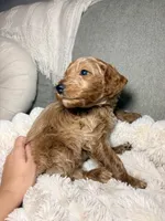 Winton, a male Goldendoodle for sale in Gainesville, FL – 9 of 9
