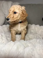 Penny, a female Goldendoodle for sale in Gainesville, FL – 5 of 10