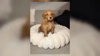 Honey, a female Goldendoodle for sale in Gainesville, FL – 1 of 6