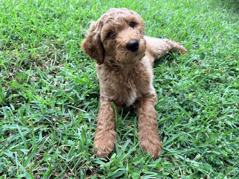 Winton – Goldendoodle puppy for sale in Gainesville, FL
