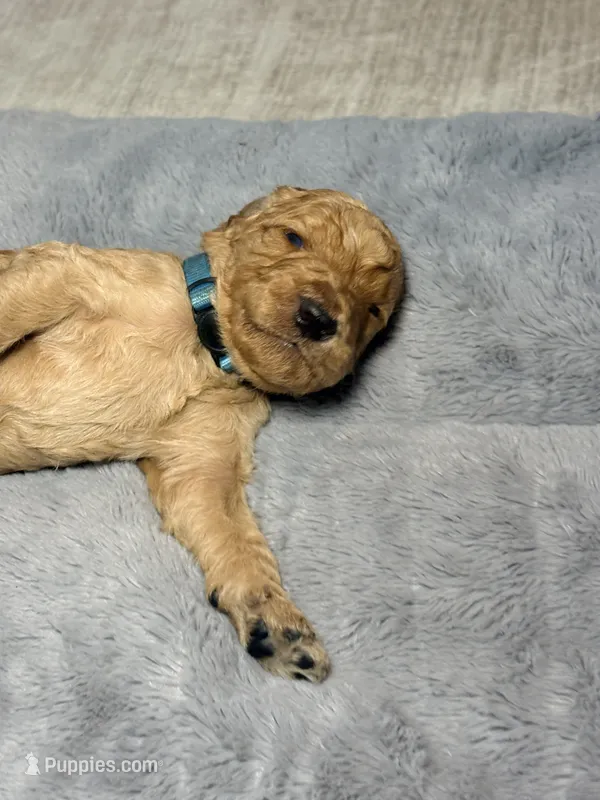Moose – Goldendoodle puppy for sale in Trenton, FL