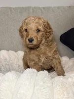 Millie, a female Goldendoodle for sale in Gainesville, FL – 8 of 9