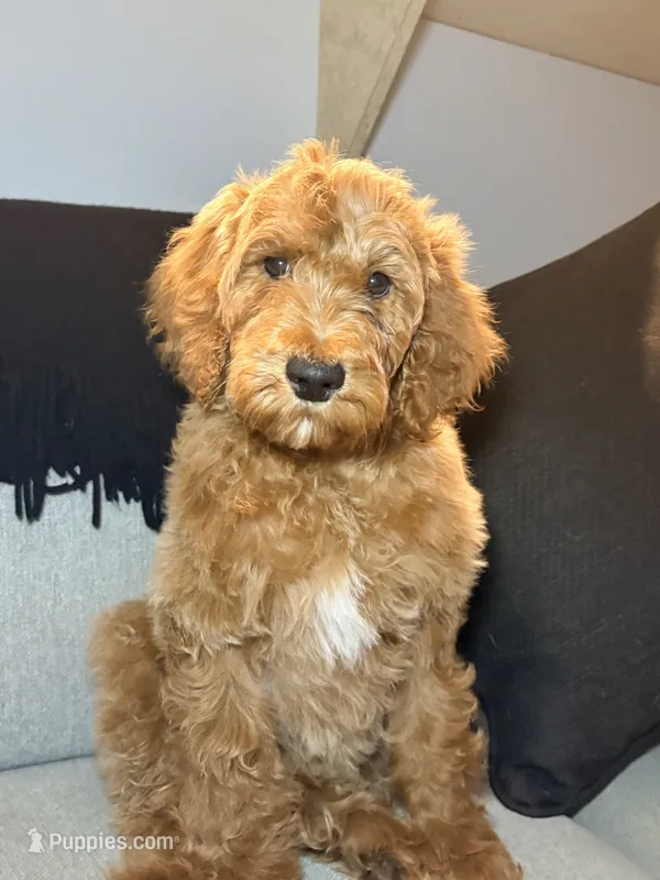 Winton – Goldendoodle puppy for sale in Gainesville, FL