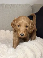 Teddy, a male Goldendoodle for sale in Gainesville, FL – 9 of 10