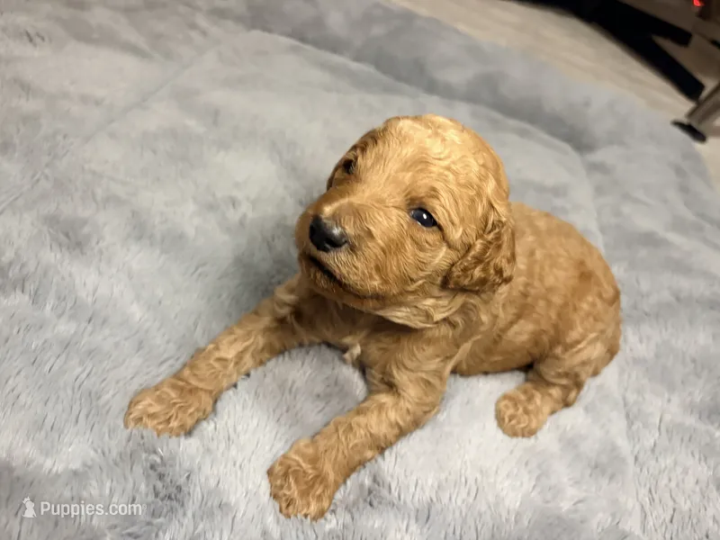 Millie – Goldendoodle puppy for sale in Trenton, FL