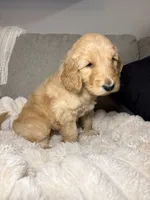Murphy, a male Goldendoodle for sale in Gainesville, FL – 9 of 10