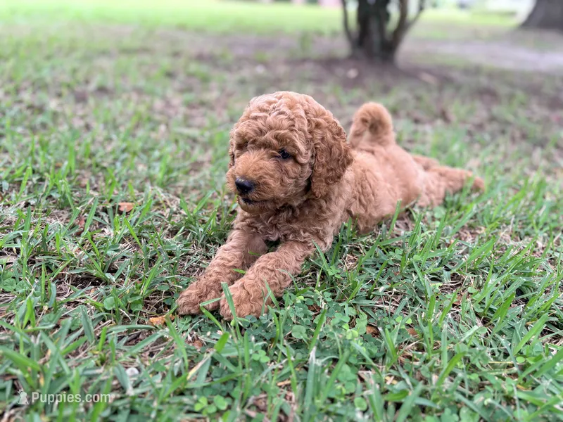 Millie – Goldendoodle puppy for sale in Gainesville, FL
