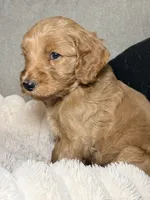Teddy, a male Goldendoodle for sale in Gainesville, FL – 3 of 10